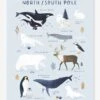 Affiche Animaux Pôle Nord/Sud Living Earth LILIPINSO Bleu Glacier - Lilipinso -Périphériques Pour Enfants affiche animaux pole nordsud living earth lilipinso